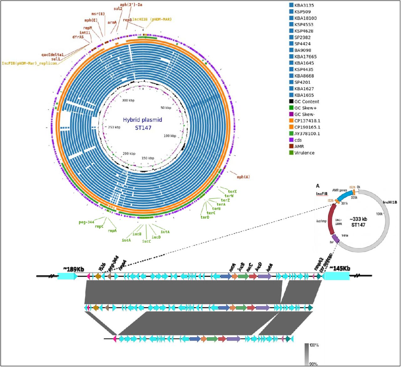 Comparative structural analysis of IncHI1B–IncFIB hybrid virulence–resistance plasmids identified in ST147 isolates.(A) Circular alignment of representative hybrid plasmids from ST147 isolates in this study (n = 15) compared with reference plasmids retrieved from GenBank (CP137418.1, CP190165.1, and AY378100.1). Rings from outer to inner circles represent plasmids from the study isolates followed by the reference plasmids. Conserved backbone regions, virulence-associated loci (iucABCD-iutA, rmpA/rmpA2, peg-344), antimicrobial resistance determinants, GC content (black), and GC skew (green and magenta) are shown.(B) Schematic representation of the representative ∼333 kb ST147 hybrid plasmid highlighting the IncFIB and IncHI1B replicons, virulence region (iuc/rmp locus), antimicrobial resistance module, and tellurite resistance (ter) operon.(C) Linear synteny comparison of representative hybrid plasmids generated using EasyFig, demonstrating conserved backbone architecture with variable insertion and rearrangement regions associated with virulence and antimicrobial resistance modules.