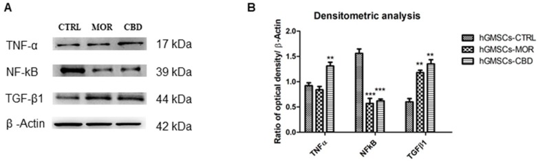(A) Protein expression evaluated by means Western blot analysis of TNF-α, NF-ĸB, TGF-β1 and β-Actin. (B) Bars graph of densitometric analysis. *** p < 0.001; ** p < 0.01.