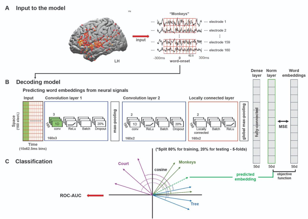 Deep nonlinear decoding model used to predict words from neural responses before and after word-onset.A) Neural data from left hemisphere electrodes with significant encoding model performance using GloVe embeddings were used as input to the decoding model. For each fold, electrodes selection was performed on 80% of the data that were not used for testing the model. The stimulus is segmented into individual words and aligned to the brain signal at each lag. B) Schematic of the feedforward deep neural network model that learns to project the neural signals for the words into the arbitrary embedding, static semantic embedding (GloVe) or contextual embedding (GPT-2) space (for full description, see Appendix I). The input (currently represented as 160X10 matrix), changes its dimensions for each of the five folds based on the number of significant electrodes for each fold. The model was trained to minimize the mean squared error (MSE) when mapping the neural signals into the embedding space. C) The decoding model was evaluated using a word classification task. The quality of word classification is based on the embedding space used to construct ROC-AUC scores. This enables us to assess how much information about specific words is extractible from the neural activity via the linguistic embedding space.