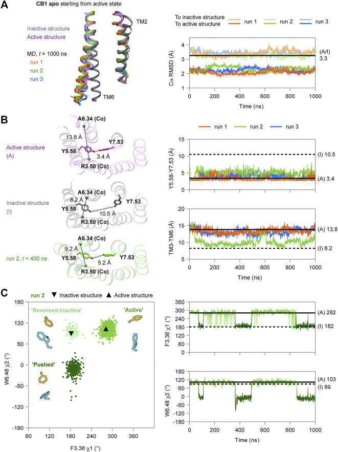 MD simulation results of apo CB1 starting from the active state. (A) Overall structure did not show the trend of deactivation during simulations. Left panel: the ending conformations of the three runs resemble the active structure (only TM2 and TM6 are shown for the sake of clarity). Right panel: root mean square deviations (RMSD) of Cα atoms showed CB1 remained more similar to the active structure than to the inactive through the three runs. (A/I) noted for RMSD of Cα atoms between the active structure and inactive structure. (B) Run 2 captured movements of the cytoplasmic part. Left panel: indices Y5.58-Y7.53 and TM3-TM6 in inactive structure (I), active structure (A), and representative snapshot in run 2. Right panel: Y5.58-Y7.53 distance remained around the value in (A); TM3-TM6 distance remained around (A) in runs 1 and 3, but varied between (A) and (I) in run 2. (C) Side-chain conformations of F2003.36 and W3566.48 in run 2. Left panel: distribution of dihedral angles showed three configurations of F2003.36/W3566.48, as illustrated by representative snapshots. In the configuration “reversed-inactive,” the dihedral angles were close to values in the inactive state, but the positions of the two residues were still the same as in the active state. Right panel: F2003.36 χ1 and W3566.48 χ2 during simulation (results for runs 1 and 3 are shown in Supplementary Figure S2).