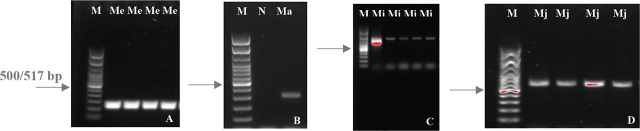 PCR amplification product generated using species-specific primer sets. A) Me = Meloidogyne enterolobii genomic DNA amplified using Me-F/Me-R primer set; B) Ma = Meloidogyne arenaria genomic DNA amplified using Far/Rar primer set; C) Mi = Meloidogyne incognita genomic DNA amplified using MI-F/MI-R primer set; D) Mj = Meloidogyne javanica genomic DNA amplified using Fjav/Rjav primer set; N = Water; M = 100-bp DNA ladder (New England Biolabs, MA), with the arrow indicating the position of the 500/517 bp band.