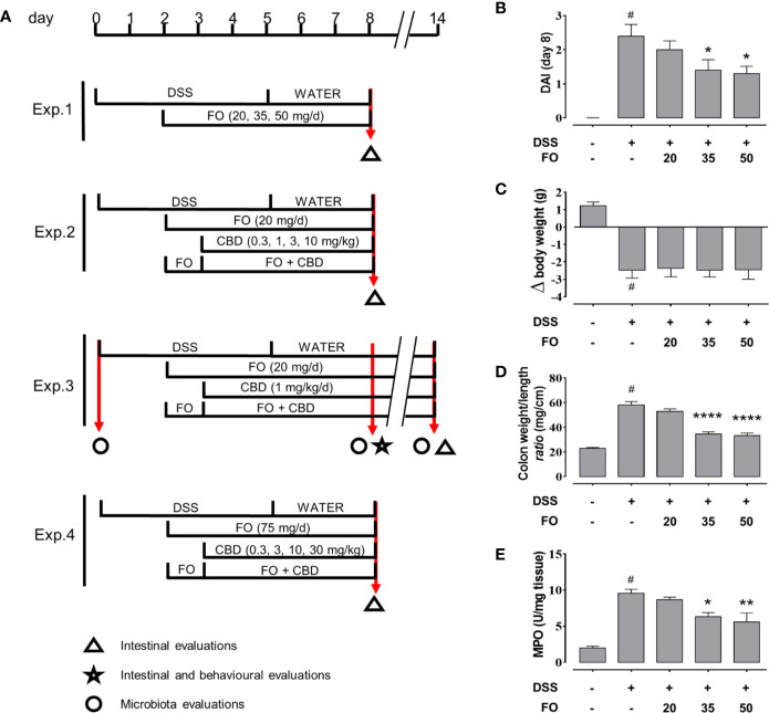 (A) Experimental protocols and time points of intestinal, inflammation and microbiota evaluations. (B–E) Fish oil (FO) reduces inflammation in a dose-dependent manner in DSS-treated mice (Experiment 1). Effect of FO (20, 35, and 50 mg/mouse, by oral gavage) on disease activity index (DAI) score (B), colon weight/colon length ratio (C), MPO activity (D), and body weight (E), in DSS-treated mice (weighing 28–30 g). Bars are mean ± SEM of 10 animals for (B, C, E) and five tissues for (D) for each experimental group. Data in (B) [F(4,45) = 12.94; p < 0.0001], (C) [F(4,45) = 14.91; p < 0.0001], (D) [F(4,20) = 18.95; p < 0.0001], and (E) [F(4,45) = 57.33; p < 0.0001] were statistically analyzed using one-way ANOVA followed by the Dunnett’s multiple comparisons test #p < 0.0001 vs. control; *p < 0.05, **p < 0.01, and ****p < 0.0001 vs. DSS. V, vehicle (sesame oil).