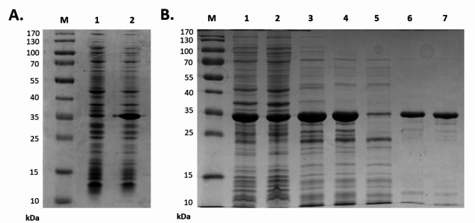 Overproduction (A) and purification (B) of MLE-15. The results of overproduction, where: M – marker proteins, lane 1 – sample before induction, and lane 2 – sample after induction. The results of subsequent purification steps, where: M – marker proteins, lane 1 – total protein (lysate after sonication), lane 2 – pellet, lane 3 – supernatant, lane 4 – protein after heating, washing with increasing imidazole concentration in NPI buffer lane 5 − 10 mM, lane 6 − 20 mM, and lane 7 − 150 mM. Uncropped images of gels are shown in Figure S2.