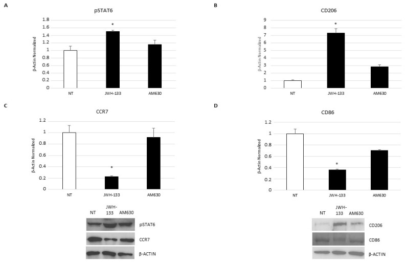 pSTAT6 (A), CD206 (B), CCR7 (C), and CD86 (D) protein expression levels in DMD-associated macrophages after 24-h treatment with JWH-133 and AM630, determined by Western blotting, starting from 15 μg of total lysates. The most representative images are displayed. The protein bands were detected through Image Lab. Ink software “BIORAD”, and the intensity ratios of immunoblots compared to non-treated (NT), taken as 1, were quantified after normalizing with respective controls. The relative quantification for these proteins’ expression, normalized for the housekeeping protein β-actin, is represented in the histogram as the mean ± SD. Students’ t-test has been used for statistical analysis. *, p ≤ 0.05 compared to NT (p-values: (A) 0.0541; (B) 0.0101; (C) 0.0066; (D) 0.0146).