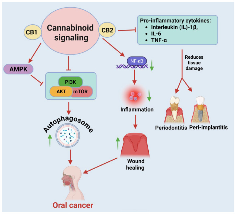 Cannabinoid-Mediated Regulation of Autophagy, Inflammation, and Tissue Repair in Oral Diseases. Activation of cannabinoid signaling stimulates AMP-activated protein kinase (AMPK) and suppresses the PI3K/AKT/mTOR pathway, leading to autophagosome formation and enhanced cellular clearance. Concurrently, CB2 receptor activation inhibits production of pro-inflammatory cytokines, including IL-1β, IL-6, and TNF-α, thereby contributing to the resolution of periodontitis and peri-implantitis. In parallel, CB2 receptor activation inhibits NF-κB signaling attenuation of inflammatory signaling limits tissue damage and promotes wound healing. Cannabinoid-induced autophagy and anti-inflammatory effects suppress oral cancer progression by disrupting tumor-supportive signaling pathways. Figure was created in BioRender by Rahman, M. (2025), Agreement number: FP28Z92637: https://BioRender.com.