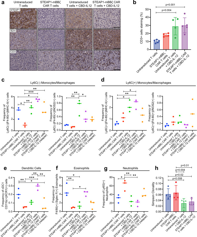 Combining CBD-IL-12 with STEAP1-mBBζ CAR T cell therapy reprograms the tumor immune microenvironment and promotes antigen presentation and epitope spreading.a Photomicrographs of STEAP1 (top), B2m (middle), and CD3 (bottom) IHC staining of RM9-hSTEAP1 lung tumors after treatment with mouse untransduced T cells or STEAP1-mBBζ CAR T cells with or without CBD-IL-12 treatment. Scale bars = 50 µm. b Bar plot showing IHC quantification of CD3 positive cells infiltrating the metastatic lung tumors (n = 4 tumors per group). One-way ANOVA p = 0.0021. Error bar represents mean with SD. Plots showing the frequencies of (c) Ly6C−F4/80+MHC-II+ (left, one-way ANOVA p = 0.0005) and Ly6C−F4/80+iNOS2+ (right, one-way ANOVA p = 0.0017) macrophages, (d) Ly6C+F4/80+MHC-II+ (left, one-way ANOVA p = 0.0038) and Ly6C+F4/80+iNOS2+ (right, one-way ANOVA p = ns) macrophages, (e) CD11b+XCR1+ cDC1 (one-way ANOVA p = 0.0003), (f) F4/80+SiglecF+ eosinophils (one-way ANOVA p = 0.0008), and (g) Ly6G+ neutrophils (one-way ANOVA p = 0.0035) normalized to total CD45+ cells as determined by multiparametric flow cytometry after treatment with untransduced T cells, STEAP1-mBBζ CAR T cells, untransduced T cells and CBD-IL-12, and STEAP1-mBBζ CAR T cells and CBD-IL-12 at maximal treatment response (nadir) and tumor relapse (relapse). h Bar plots representing Simpson clonality as a measure of ‘evenness’ of the TCR repertoire analyzed by TCRB sequencing on tumor infiltrating cells collected from mice in (a). n = 4 tumors per group. P-values for untransduced T cels + CBD-IL-12 compared to untransduced T cells and STEAP1-mBBζ CAR T cells are 0.008 and 0.02, respectively; and STEAP1-mBBζ CAR T cells + CBD-IL-12 compared to untransduced and STEAP1-mBBζ CAR T cells are 0.004 and 0.01, respectively. Error bar represents mean with SD. For panels (c–g) n = 3 tumors per group, *p < 0.05; **p < 0.01, ***p < 0.001, p-values in panels (b–h) are from one-way ANOVA with Dunn’s multiple comparisons test. Source data are provided in the Source Data file.