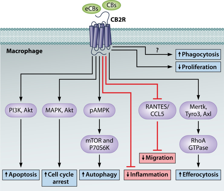 Most prominent cellular effects of CB2R activation. An overview of the cellular responses elicited by CB2R activation, including the activation of MAPK pathways (ERK1/2, P38) important for cell growth and inflammatory responses, autophagy induction for cellular homeostasis, apoptosis in immune cells, modulation of phagocytosis, and promotion of M2 macrophage polarization, illustrating CB2R’s role in immune regulation and its potential for treating inflammation-related conditions.