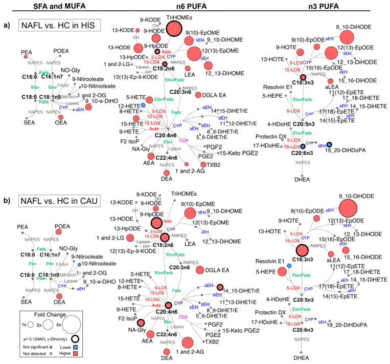 Differences in plasma polyunsaturated fatty acids (PUFAs) and lipid mediators between non-alcoholic fatty liver (NAFL) compared to healthy control (HC) in primary cohort. Metabolic network for (a) Hispanic (HIS); (b) Caucasian (CAU) illustrating saturated (SFAs), monounsaturated (MUFAs) and polyunsaturated fatty acids (PUFAs), including n-3 and n-6 PUFAs with pathways of oxylipins and endocannabinoids synthesis. Node size represents fold changes, calculated as (HC − NAFL)/HC. Node’s color represents the directionality of differences: higher in NAFL (red); lower in NAFL (blue); no change (grey). Shown are only lipids with differences between NAFL vs. HC (t-test raw p < 0.05) and/or with interaction (ethnicity × NAFL) (ANCOVA raw p < 0.05). Lipids with interaction (ethnicity × NAFL) (ANCOVA raw p < 0.05) are marked with a solid circle. Means and p-values are detailed in Table S1. Fatty acids are described by number of carbons and double bounds of the fatty acyl moiety (i.e., C18:2n6). NAFL (n = 10 HIS and 8 CAU); HC (n = 14 HIS and 8 CAU). ADH, alcohol dehydrogenase; AEA, arachidonoyl ethanolamine; AG, arachidonoyl glycerol; DEA, docosatetraenyl ethanolamide; DGLEA, dihomo-gamma-linolenoyl ethanolamide; DH, dehydrogenase; DHEA, docosahexaenoyl ethanolamide; DiHDoPA, dihydroxydocosapentaenoic acid; DiHETE, dihydroxyeicosatetraenoic acid; DiHETrE, dihydroxyeicosatrienoic acid; DiHO, dihydroxyoctadecanoic acid; DiHODE, dihydroxyoctadecadienoic acid; DiHOME, dihydroxyoctadecenoic acid; Elov, fatty acid elongase; Ep-KODE, epoxyoxooctadecenoic acid; EpETE, epoxyeicosatetraenoic acid; EpODE, epoxyoctadecadienoic acid; EpOME, epoxyoctadecenoic acid; F2-IsoP, F2 isoprostanes; FAAH, fatty acid amide hydrolase; Fads, fattyaciddesaturase; HDoHE, hydroxydocosahexaenoic acid; HEPE, hydroxyeicosapentaenoic acid; HETE, hydroxyeicosatetraenoic acid; HODE, hydroxyoctadecadienoic acid; HOTE, hydroxyoctadecatrienoic acid; HpODE, hydroperoxyoctadecadienoic acid; KETE, keto-eicosatetraenoic; KODE, keto-octadecadienoic acid; LEA, Linoleyl ethanolamine; LG, linoleoylglycerol; LOX, lipoxygenase; NA-Gly, arachidonylglycine; NAPES, N-acylphosphatidyl ethanolamine-specific; NO-Gly; OEA, oleoyl ethanolamine; OG, oleoylglycerol; PEA, palmitoyl ethanolamine; PGE, prostaglandin E; PGF, prostaglandin F; POEA, palmitoleoyl ethanolamide; SEA, stearoyl ethanolamide; sEH, soluble epoxide hydrolase; TriHOME, trihydroxyoctadecaenoic acid; TXB, thromboxane.