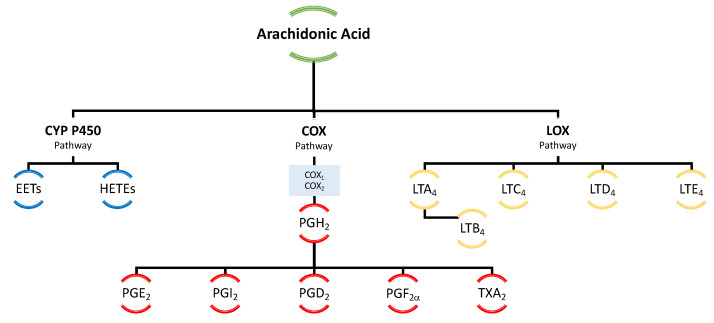 Schematic representation of eicosanoid biosynthesis. COX—cyclooxygenase, CYP P450—cytochrome P450, EETs—epoxyeicosatrienoic acids, HETEs—hydroxyeicosatetraenoic acids, LT—leukotriene, PG—prostaglandin.