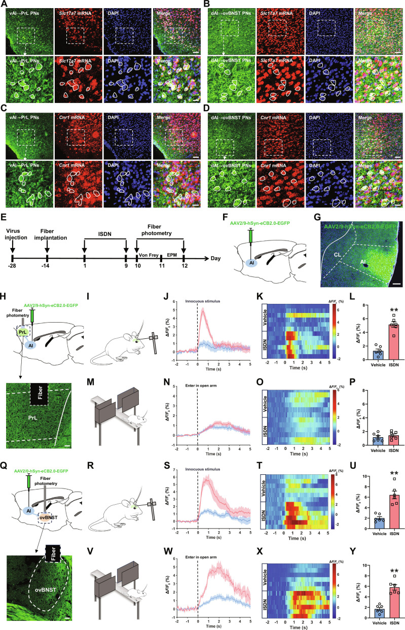Repeated ISDN injections potentiate eCB release in vAI-PrL and dAI-ovBNST synapses during Von Frey and EPM tests. (A to D) RNAscope and immunofluorescence costaining show the expression of Cnr1 mRNA (the mRNA of CB1R) (A and B) and Slc17a7 mRNA (a marker of glutamatergic neurons) (C and D) in PrL-projecting dAI neurons (A and C) and ovBNST-projecting vAI neurons (B and D). Scale bars, 100 μm (top) or 20 μm (bottom). (E to H and Q) Experimental schedule (E) for viral injections into AI (F and G) with fiber implantation and eCB signal recording above PrL (H) or ovBNST (Q). Representative images show eCB2.0 sensor-expressing neurons in the AI (G) or eCB2.0 sensor-expressing projections in PrL (H) or ovBNST (Q). Scale bar, 200 μm. (I to P and R to Y) Dynamic trace changes (J, N, S, and W), heatmaps (K, O, T, and X), and graphs (L, P, U, and Y) of eCB signals in vAI-PrL and dAI-ovBNST synapses during Von Frey (I to L and R to U) and EPM (M to P and V to Y) tests in mice with repeated vehicle or ISDN injections. The data are presented as the mean ± SEM. **P<0.01 versus Vehicle. Detailed statistical results are provided in Table S1.