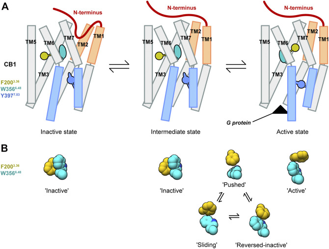 Model of the CB1 activation mechanism. (A) Showed the overall CB1 receptor. (B) Showed configurations of the “twin toggle switch” residues F2003.36 and W3566.48.