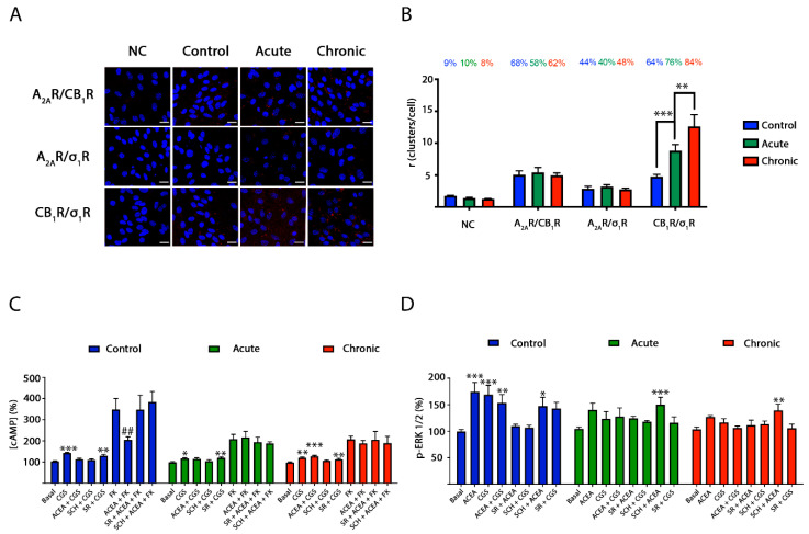 Methamphetamine effect on A2A–CB1Het expression and signaling in striatal neurons. (A,B) Proximity ligation assays (PLA) were performed in striatal neurons treated with 1 µM methamphetamine for two hours (acute, green bars), for one week (chronic, red bars) or with vehicle (control, blue bars) using primary antibodies specific for the A2A, σ1 and CB1 receptors. As a negative control (NC), neurons were only treated with the primary antibody against CB1R. See Methods for details on the steps in the PLA procedure. Confocal microscopy images (stacks of 4 consecutives planes) show heteroreceptor complexes as red clusters over Hoechst-stained nuclei (blue). Scale bar 20 µm (A). The bar graph (B) shows the number of red dots/neuron and the number above the bars indicates the percentage of neurons presenting red dots. Values are the mean ± SEM (n = 8–10). A two-way ANOVA followed by Bonferroni’s multiple comparison post hoc test were used for statistical analysis (** p < 0.01, *** p < 0.001). cAMP levels (C) and ERK 1/2 phosphorylation (D) were determined in striatal neurons treated with methamphetamine 1 µM for two hours (acute, green bars) or for one week (chronic, blue bars) or vehicle (control, blue bars). When indicated cells were incubated with 500 nM of the A2AR antagonist SCH 58261 (SCH) or with 500 nM of the CB1R antagonist SR 141716A (SR). Receptors activated using 100 nM of the A2AR agonist CGS 21680 (CGS) or with 200 nM of the CB1R agonist ACEA. Forskolin (FK) was used to determine Gi coupling to the CB1 receptor (C). The values are the mean ± SEM of six experiments performed in triplicates. A two-way ANOVA followed by Bonferroni’s multiple comparison post hoc test were used for statistical analysis (* p < 0.05, ** p < 0.01, *** p < 0.001 versus basal condition; ## p < 0.01 versus FK condition).