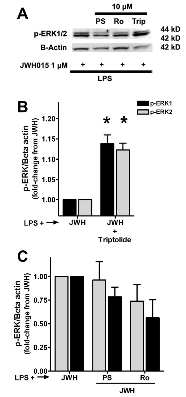 Effects of MKP-1 and/or MKP-3 inhibition on p-ERK1/2. (A) Representative western blots of p-ERK1/2 and beta-actin in primary microglia treated with LPS and JWH015 (15 min incubation, JWH). Cells were pre-incubated with or without 10 μM PSI2106 (PS), Ro-31-8220 (Ro) or triptolide (Trip) for 30 min. (B) Triptolide increased the expression of p-ERK1/2 in parallel with the inhibition of both MKP-1 and MKP-3. C. PSI2106 or Ro-31-8220 did not modify p-ERK1/2 expression. *p < 0.05 vs. LPS + JWH015.