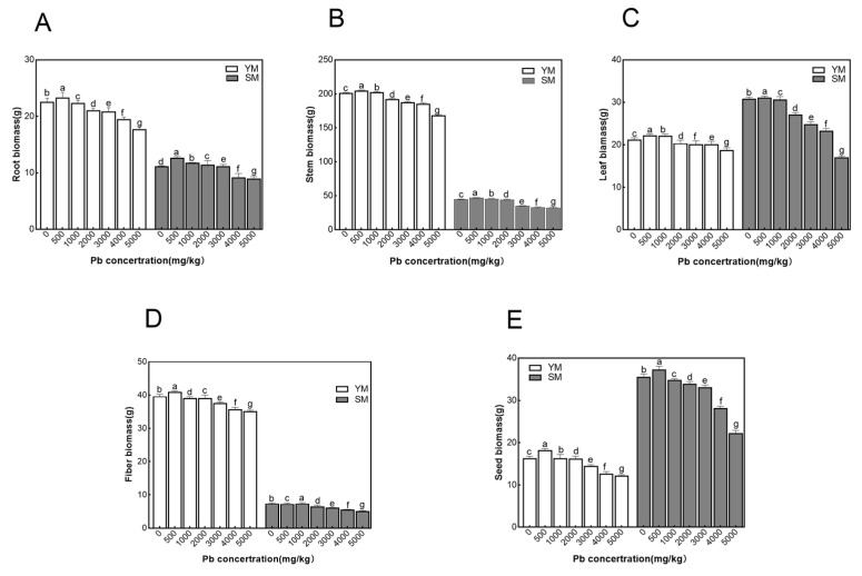 Biomass of different cultivars under Pb stress. (A): Comparison of root biomass; (B): Comparison of stem biomass; (C): Comparison of leaf biomass; (D): Comparison of fiber biomass; (E): Comparison of seed biomass. Data in the figure are mean ± standard, different lowercase letters indicate significant differences between different concentrations (p < 0.05).