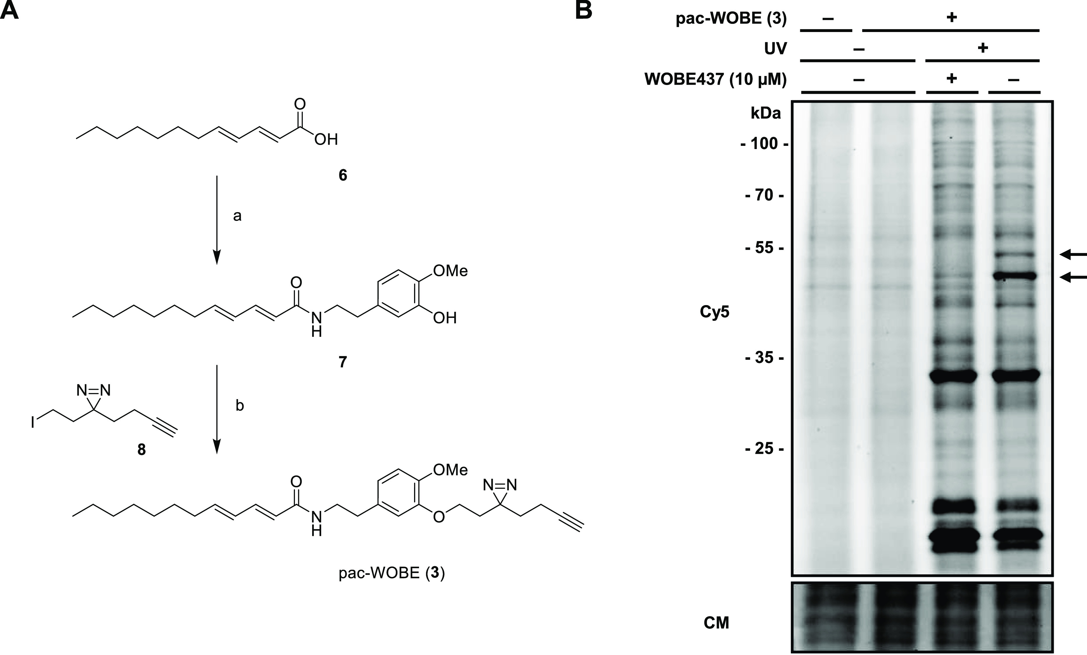 Synthesis and characterization of pac-WOBE (3). (A) Reagents and conditions: (a) 5-(2-aminoethyl)-2-methoxyphenol, HOBt, EDC, 0 °C to rt, 43%; (b) 3-(but-3-yn-1-yl)-3-(2-iodoethyl)-3H-diazirine, K2CO3, 60 °C, 29%. (B) Neuro-2a cells were treated with 10 μM WOBE437 or vehicle and subsequently with 0.1 μM pac-WOBE (3) or vehicle, irradiated, and lysed, and proteomes were conjugated to Cy5-N3 using CuAAC chemistry and analyzed by SDS-PAGE and in-gel fluorescence scanning. Coomassie served as a protein loading control. Arrows indicate WOBE437-competed targets.