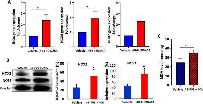 A The relative expression levels of iNOS, NOX4, and NOX2 mRNA in the kidney of AB-FUBINACA treated mice compared with vehicle treated mice. B The expression level of NOX2 and NOS3 proteins in the kidney of vehicle and AB-FUBINACA treated mice. C The malondialdehyde (MDA) levels in the kidney of vehicle and AB-FUBINACA treated mice. Data presented as mean ± SEM. *p-value < 0.05