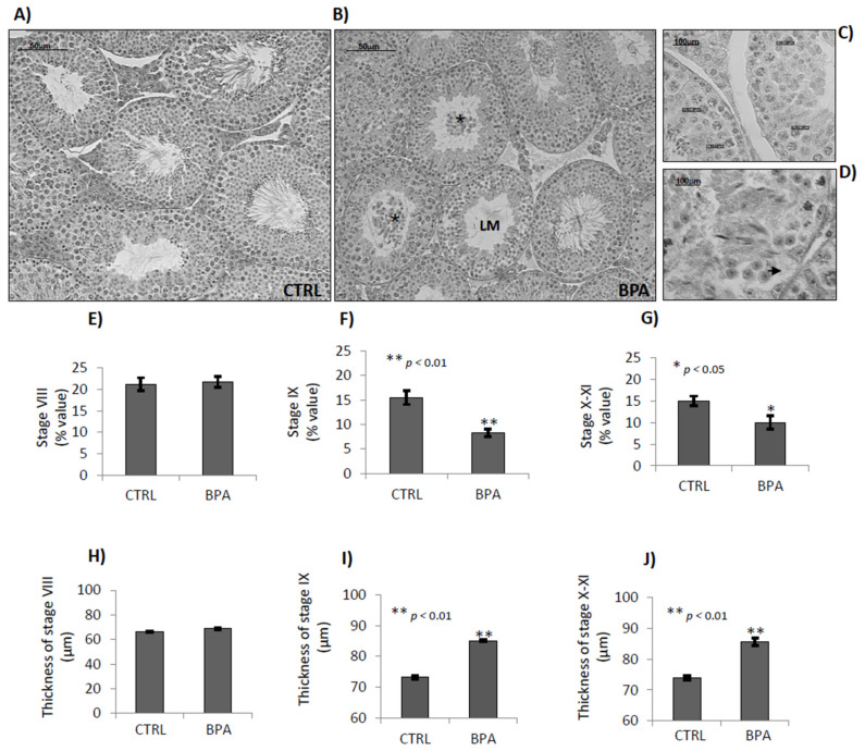 Histological analysis of seminiferous tubules from male mice early-life exposed to vehicle (CTRL) or BPA and sacrificed at 78 dpp. Representative H&E stained sections of testis from CTRL (A), or BPA (B–D). LM: Lumen; *: lumen filled with detached germ cells; Arrow: cytoplasma retraction of Sertoli cells (scale bar: 50 μm; inset scale bar: 100 μm). Number of stages VIII (E), IX (F) and X–XI (G) relatively to total tubules (% values). Thickness of seminiferous epitelium (μm) of stage VIII (H), IX (I) and X–XI (J) tubules. All the data were reported as mean values ± S.E.M. (*: p < 0.05; **: p < 0.01).