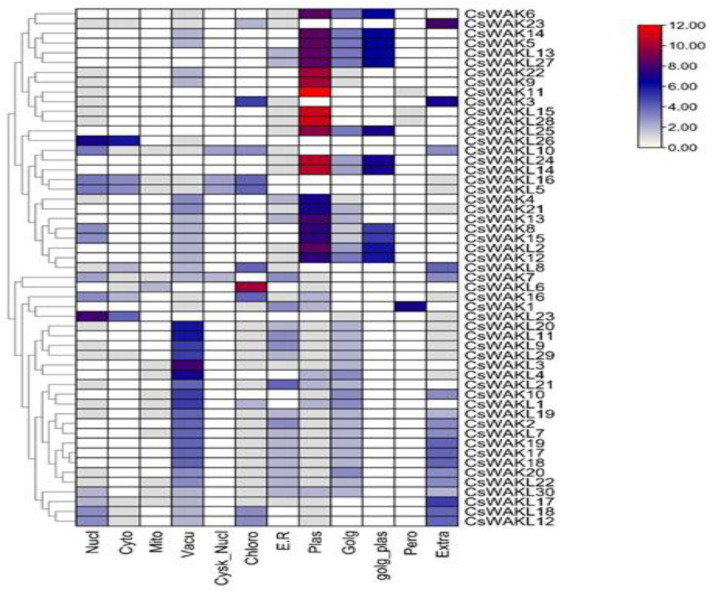 Prediction of subcellular location of CsWAK/CsWAKL genes through WoLF PSORT online platform.