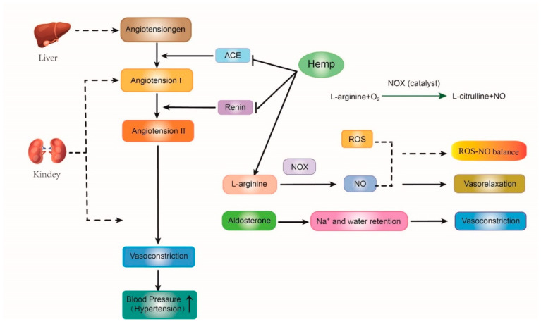 The mechanism of antioxidant and anti-hypertension properties of hemp bioactive peptides on the rennin-angiotensin-aldosterone system. ACE, angiotensin-converting enzyme; NOS, nitric oxide synthase; NO, nitric oxide; ROS, reactive oxygen species; represents promote or inactive; represents inhibit or inactive.