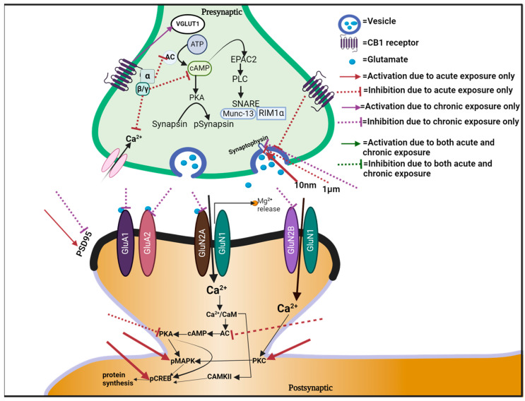 Pictorial illustration of effects of cannabis on glutamatergic neurotransmission.