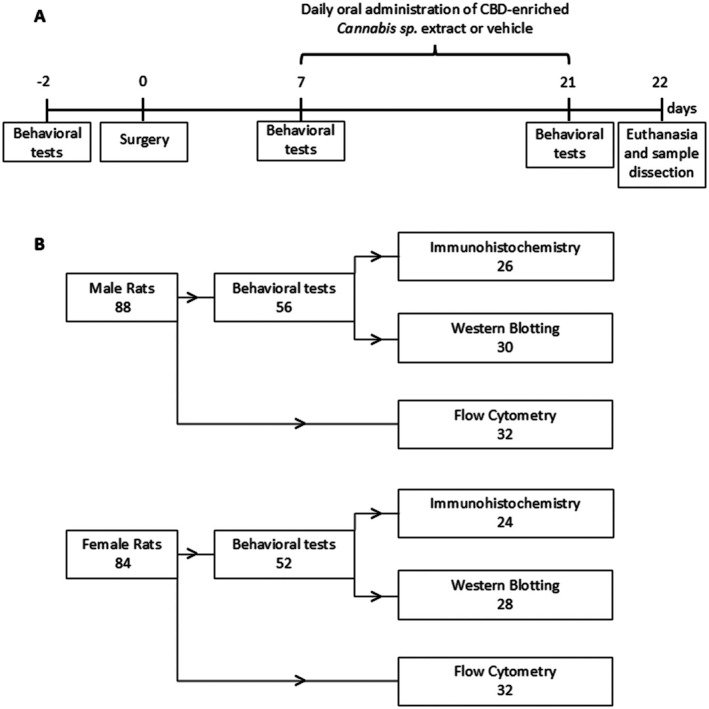 Experimental design and animal allocation. (A) Experimental design timeline and (B) flowchart of the number of animals used in each experiment organised by sex.