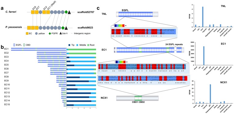 Characterization and evolutionary analysis of EC genes. (a) Genomic distribution of Sbp9 and related EC genes. Genes with homologous annotations are displayed. (b) Gene structures and across-foot expression profiles of all EC genes in the C. farreri genome. The horizontal axis of the histogram represents the relative expression levels of three foot subregions. (c) Possible evolutionary origin of the scallop EC gene. Protein sequences of related domains were aligned using the Megalign program32. Different colors indicate the degree of matching between each aligned sequence: blue, 21–40%; red, 81–100%.