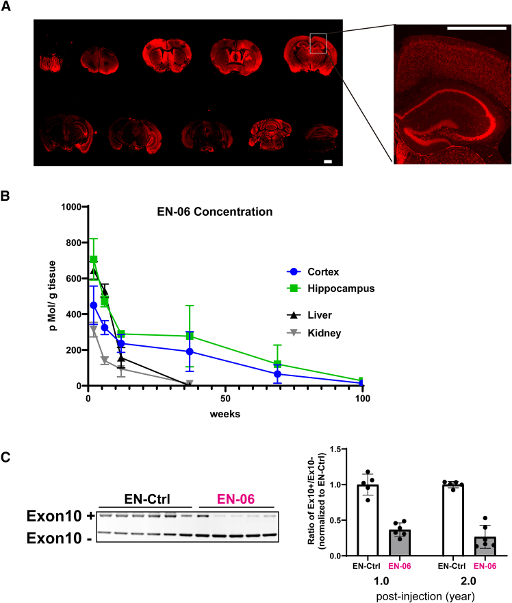 Pharmacokinetics/pharmacodynamics of ICV-administered EN-06(A) Immunofluorescent imaging of EN-06 distribution in the brain. Mouse brain sections were stained using a custom antibody against EN-06 at 6 weeks post-ICV injection of 50 μg EN-06 (left). The inset depicts a high-magnification image. Scale bars, 1.0 mm. (B) Time-dependent concentration of EN-06 in various tissues. EN-06 levels determined via LC-MS after a single 50-μg ICV injection of EN-06. Tissues analyzed include the following: cortex at 2 (n = 4), 6 (n = 4), 12 (n = 5), 37 (n = 8), 69 (n = 6), and 100 weeks (n = 6); hippocampus at 2 (n = 4), 6 (n = 4), 12 (n = 5), 37 (n = 8), 69 (n = 6), and 100 weeks (n = 6); liver at 2 (n = 3), 6 (n = 3), 12 (n = 3), and 37 weeks (n = 3); kidney at 2 (n = 3), 6 (n = 3), 12 (n = 3), and 37 weeks (n = 4). No EN-06 was detected (<0.6 nMol/L) in serum at 2 weeks post-injection and all subsequent time points. Data are mean ± SEM. (C) EN-06 is stable in brain tissue and its effects persist for up to 2 years post-injection. The long-term effects of EN-06 were evaluated using RT-PCR at 1 and 2 years post-injection. A representative RT-PCR gel image at 2 years post-injection is shown in the left panel and the quantified ratios of exon 10-included transcripts (Ex10+) to exon 10-skipped transcripts (Ex10−) are shown in the right panel. EN-Ctrl at 1 year (n = 5), EN-06 at 1 year (n = 6), EN-Ctrl at 2 years (n = 6), and EN-06 at 2 years (n = 5). Statistical differences were assessed with Welch’s t test (∗∗∗p < 0.001). Data are mean ± SD.