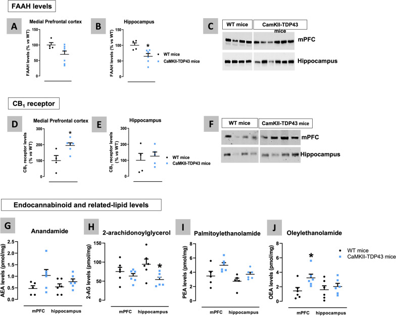 Western blot analysis of the FAAH enzyme (panels A–C) and the CB1 receptor (panels D–F), as well as LC-APCI–MS analysis of anandamide, 2-AG and related signaling lipids (panels G–J) in the mPFC and the hippocampus of FTD and wildtype male mice at PND90. Details in the text. Data were expressed as means ± SEM and were analysed by Student’s t-test (*p < 0.05 versus wildtype mice)
