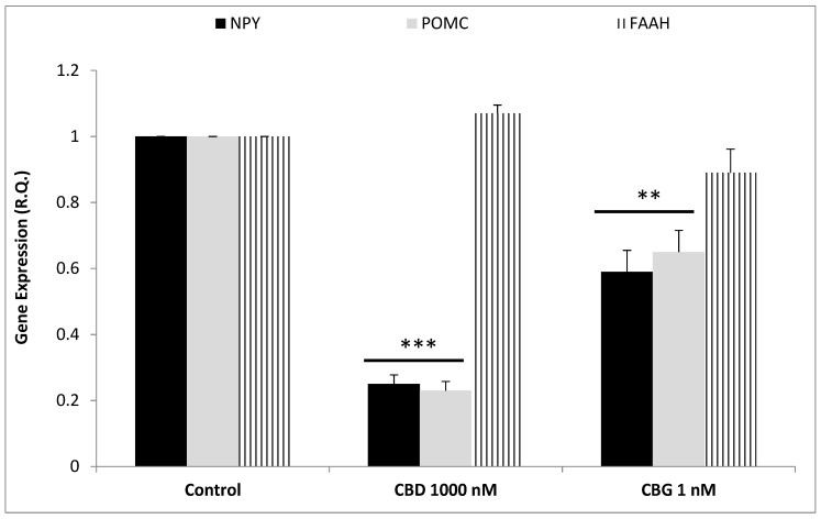 Inhibitory effects induced by cannabidiol (CBD) 1000 nM and cannabigerol (CBG) 1 nM on neuropeptide (NP)Y and pro-opimelanocortin (POMC) gene expression (Relative Quantification: R.Q.), in isolated rat hypothalamus. ANOVA, p < 0.0001; *** p < 0.001, ** p < 0.01 vs. control group. Conversely, CBD and CBG exerted a null effect on fatty acid amide hydrolase (FAAH) gene expression.