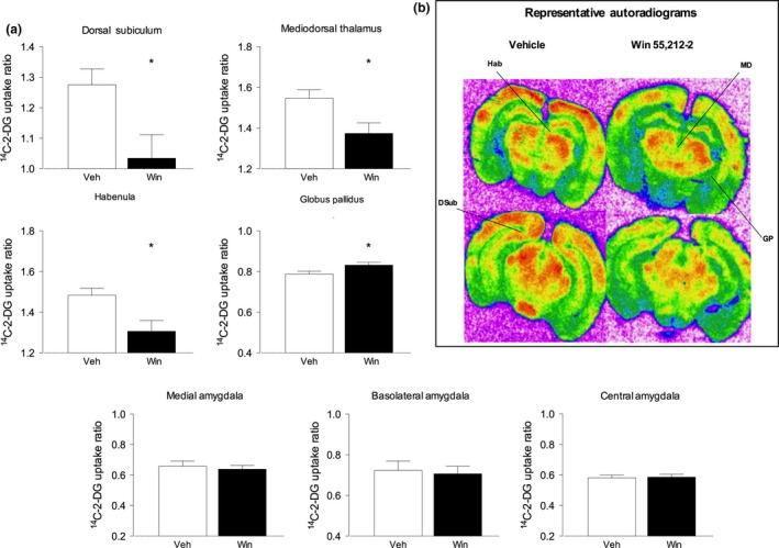 Chronic, intermittent WIN 55,212‐2 administration induces localized increases and decreases in local cerebral glucose utilization. Panel (a) – Chronic, intermittent WIN 55,212‐2 administration induced significantly decreased cerebral metabolism in the dorsal subiculum (DS), Mediodorsal thalamus (MD) and Habenula (Hab) and increased metabolism in the Globus Pallidus (GP). By contrast, cerebral metabolism in the amygdala nuclei (Basolateral, BLA; Central, CeA; Medial, MeA) was not significantly altered in WIN 55,212‐treated animals. | Data shown as the 14C‐2‐DG uptake ratio obtained for each RoI. *denotes p < 0.05 significant difference from control (unpaired Student's t‐test). Panel (b) – representative false colour autoradiograms at the level of the dorsal and ventral hippocampus showing altered cerebral metabolism in WIN 55,212‐2‐treated animals. Higher rates of metabolism are indicated by warmer colours (red/orange) and lower rates of metabolism by cooler colours (blue/green). Full data are shown in the Table S2.