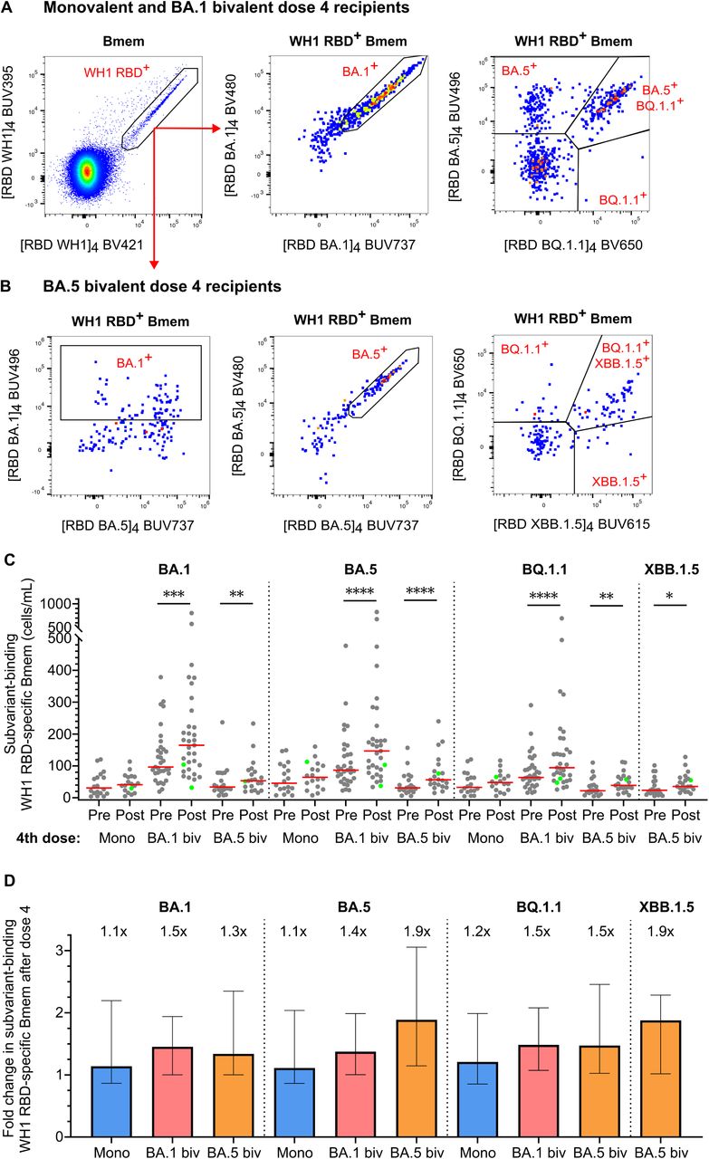 Enhanced capacity of WH1 RBD-specific Bmem to bind Omicron subvariants after boosting with bivalent vaccines.(A) Gating strategy to quantify WH1 RBD-specific Bmem that recognize Omicron BA.1, BA.5, and BA.1.1 in monovalent and BA.1 bivalent dose 4 recipients. Representative plots from a BA.1 bivalent booster recipient post-dose 4. (B) Gating strategy to quantify WH1 RBD-specific Bmem that recognize Omicron BA.1, BA.5, BA.1.1, and XBB.1.5 in BA.5 bivalent dose 4 recipients. Representative plots from a BA.5 bivalent booster recipient post-dose 4. (C) Absolute numbers of BA.1, BA.5, BQ.1.1, and XBB.1.5-specific cells within WH1 RBD-specific Bmem pre- and 4-weeks post-monovalent, BA.1 bivalent, or BA.5 bivalent dose 4. (D) Fold changes in WH1 RBD-specific Bmem binding Omicron BA.1, BA.5, BQ.1.1, or XBB.1.5 4-weeks post-monovalent, BA.1 bivalent, or BA.5 bivalent 4th dose. In (D), bars and values above panels indicate medians with IQR. Monovalent, n=18; BA.1 bivalent, n=33; BA.5 bivalent, n=21. Solid lines indicate medians. Wilcoxon matched-pairs signed rank test for paired data. Only significant differences shown. *p<0.05, **p<0.01, ***p<0.001, ****p<0.0001.