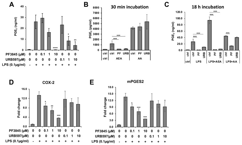 PGE2 production and the biosynthetic enzyme expression affected by FAAH inhibitors. BV2 cells were treated with LPS and FAAH inhibitor at the indicated concentration for 18 h, and PGE2 in the medium was measured by EIA (A). Activated BV2 cells pretreated with LPS for 18 h were incubated in the medium containing AEA (10 µM) or AA (10 µM) and PF3845 (10 µM) or URB597 (10 µM) for 30 min. PGE2 in the medium was assayed with EIA (B). BV2 cells were incubated with LPS and PF3845 (10 µM) or URB597 (10 µM) in the presence of AEA (10 µM) or AA (10 µM) for 18 h. PGE2 in the medium was assayed using EIA (C). Expression levels of COX-2 (D) and mPGES2 (E) were determined relative to GAPDH in BV2 cells after 8 h treatment with LPS and inhibitor at indicated concentrations. The + and – symbols indicate the presence or absence, respectively, of LPS. Data are presented as means ± S.D. (n = 3). *, **, and *** denote p < 0.05, p < 0.01, and p < 0.001, respectively.