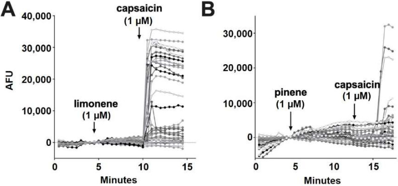 Limonene and pinene did not activate calcium responses in DRGs. (A) Sample population response using a calcium sensor in DRGs treated with limonene (1 μM) followed by capsaicin (1 μM). (B) Population response to pinene (1 μM) treatment as in A.