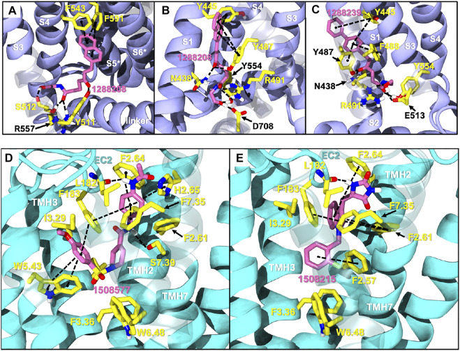 Docks of selected potential dual candidates: TRPV1 in purple cartoon ribbons (A–C) and CB2 in cyan cartoon ribbons (D,E). Molecules are displayed in pink tubes; all interactions are shown via dashed lines and each helix and residue is labeled. (A) shows 1288208 in the VBP. A portion of S3 is transparent to aid in visibility; (B) shows 1288208 in the tunnel. Helix S2 is shown completely transparent to aid in the visibility of the tunnel; (C) shows 1288239 in the tunnel with a portion of helix S2 transparent to aid in visibility. (D) shows a lipid view of the 1508577/CB2 complex; (E) shows a lipid view of the 1508215/CB2 complex; TMH6 and 7 are displayed with transparency for a clearer view of the binding site.