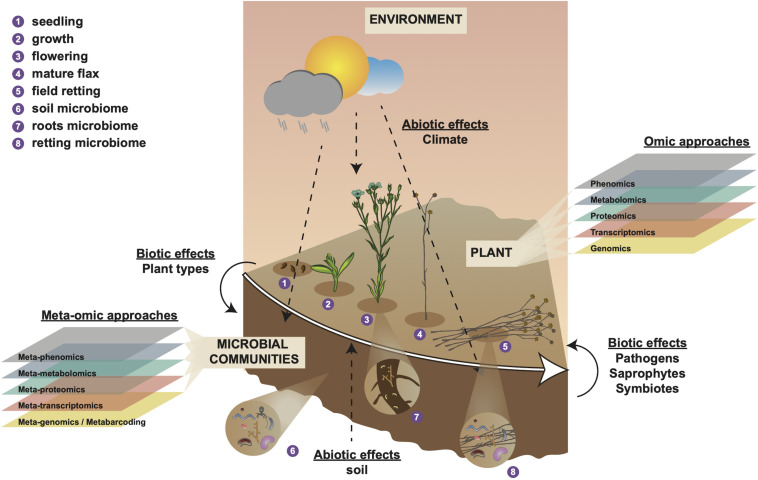 Holistic overview of intrinsic and extrinsic factors contributing to flax fiber phenotype and different scales of (meta-)omic investigation. Numbers 1–4 represent different stages in the development of the flax plant and number 5 represents the retting stage. Number 6 represents the soil microbial community that will interact with plant roots during plant growth (number 7) and with the plant stem during retting (number 8). Biotic effects (left side) represent how plant organic material (e.g., leaves) affect soil microbiota. Biotic effects (right side) represent how microbiota affect the flax plant during retting (progressive degradation of cell walls). Abiotic effects (soil) represent how soil parameters (e.g., soil type, pH, mineral disponibility, water content) affect the plant during growth. Abiotic effects (climate) represent how meteorological conditions affect plant growth, soil parameters, and microbiome during plant growth (numbers 1–4) and retting (number 5). Omic approaches indicate different scales of investigation that can be used to investigate intrinsic (plant) biology during growth (numbers 1–4). Meta-omic approaches indicate different scales of investigation that can be used to characterize the microbial community during plant growth and retting (numbers 1–5). This diagram underlines the importance of considering the plant-microbiome-environment as a ‘holobiont’ for a complete understanding of how numerous different factors contribute to shaping fiber phenotype.