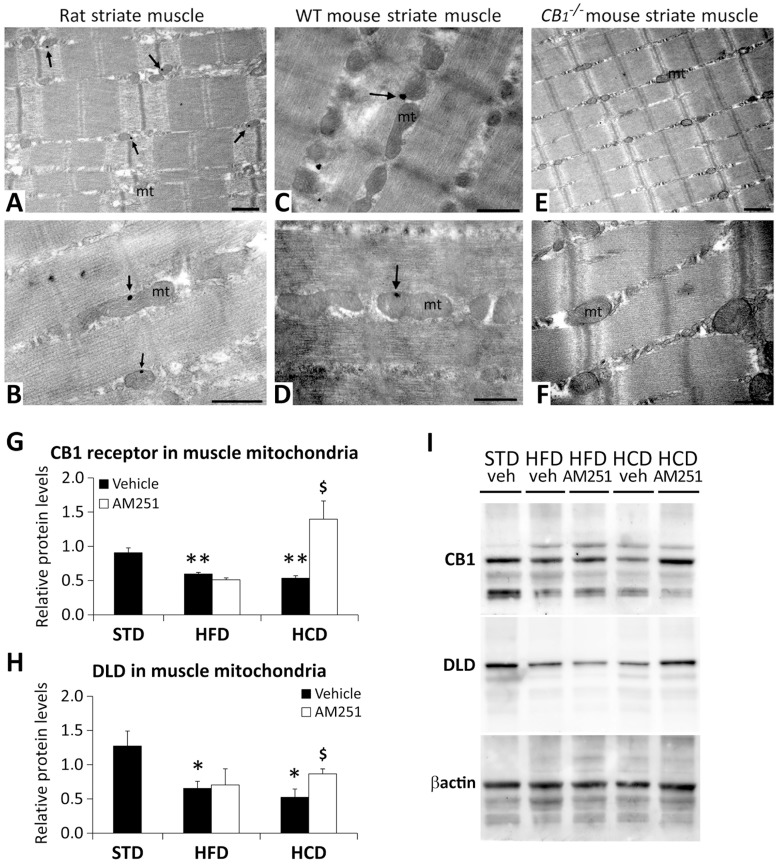 CB1 receptors in the striate muscle and AM251 effects on the mitochondrial CB1 receptor and DLD.Electron immunogold detection of CB1 receptors (arrows) on the mitochondrial (mt) membrane of striate muscle cells in rats (A,B), and wild-type (C,D) and CB 1 -/- (E,F) mice. Scale bars: 0.5μm. AM251 effects on the protein expression of CB1 receptor (G) and DLD (H) in the purified mitochondrial fraction of the abdominal muscle of STD, HFD and HCD-fed rats. Representative immunoblots (I). Bonferroni’s test (n = 8): *P<0.05, **P<0.01 vs. STD-vehicle; $ P<0.05 vs. HCD-vehicle.