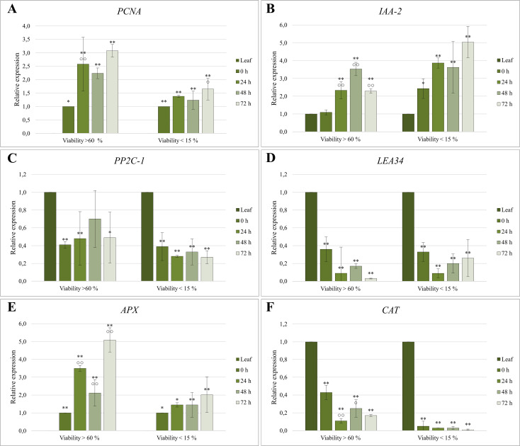Relative expression quantification of (A, B) proliferation-associated, (C, D) abiotic stress-related, and (E, F) oxidative stress-related genes in protoplast cultures of C. sativa ‘USO 31’. Cultures with viability > 60% were derived from 1–2-week-old leaves of in vitro seedlings, while cultures with viability < 15% originated from 3–4-week-old leaves. Expression levels were normalized using EF-1 as a housekeeping gene and calibrated relative to the control (Leaf) or 0 h sample. Significant differences in gene expression compared to the control are indicated by asterisks (p ≤ 0.01 “**”; p ≤ 0.05 “*”), and differences between cultivation stages are marked with circles (p ≤ 0.01 “○○”; p ≤ 0.05 “○”).