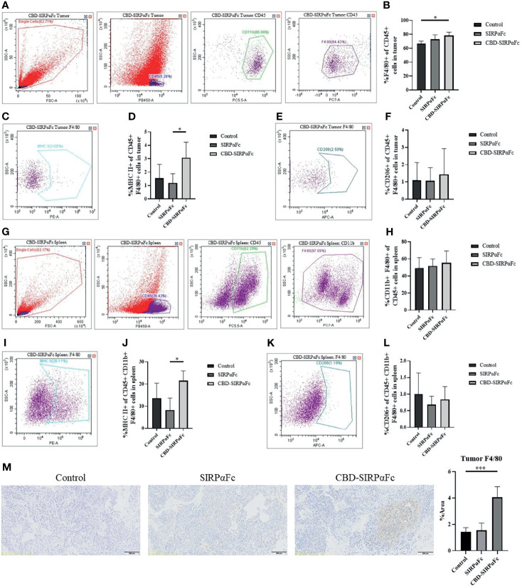 CBD conjugation enhanced antitumor immunity. (A–L) Flow cytometry was performed to study the immune cell infiltration in tumors and spleens. (A–F) Macrophages in tumors were recognized by CD45+CD11b+F4/80+ signals (A). The percentage of F4/80+ cells in total CD45+ cells was analyzed, showing more macrophage infiltration in tumor in the CBD–SIRPαFc group than the SIRPαFc and control group (B). M1 and M2 macrophages were also analyzed, in which MHC II+ M1 macrophages (C) and CD206+ M2 macrophages (E) were labeled. MHC II+ M1 macrophages were more in the CBD–SIRPαFc group (D), supporting better tumor antigen presentation. M2 macrophages were maintained in all groups (F) (n = 5 for the CBD–SIRPαFc group and n = 4 for the control group and SIRPαFc group, mean + SD, *p < 0.3332). (G–L) Macrophages in spleen were also selected as described above (G), and the percentage of CD11b+F4/80+ macrophages in total CD45+ cells represented the same but weaker trend as in tumor (H). MHC II+ M1 macrophages and CD206+ M2 macrophages in spleens were labeled as in tumors (I, K). High frequency of MHC II+ M1 macrophages appeared in the CBD–SIRPαFc group (J) while CD206+ M2 macrophages still represented no significant differences (L) (n = 5 for the CBD–SIRPαFc group and n = 4 for the control group and SIRPαFc group, mean + SD, *p < 0.3332). (M) F4/80 immunohistochemistry staining was performed to help with studying the macrophage infiltration in tumors. F4/80+ signals appeared with a higher frequency in tumors of the CBD–SIRPαFc group, which was coincident to the result of flow cytometry. Proportions of positive area were counted by ImageJ software and analyzed by one-way ANOVA in GraphPad Prism 8 software (n = 5 for CBD–SIRPαFc and n = 4 for the control group and SIRPαFc group, mean + SD, ***p < 0.0002).