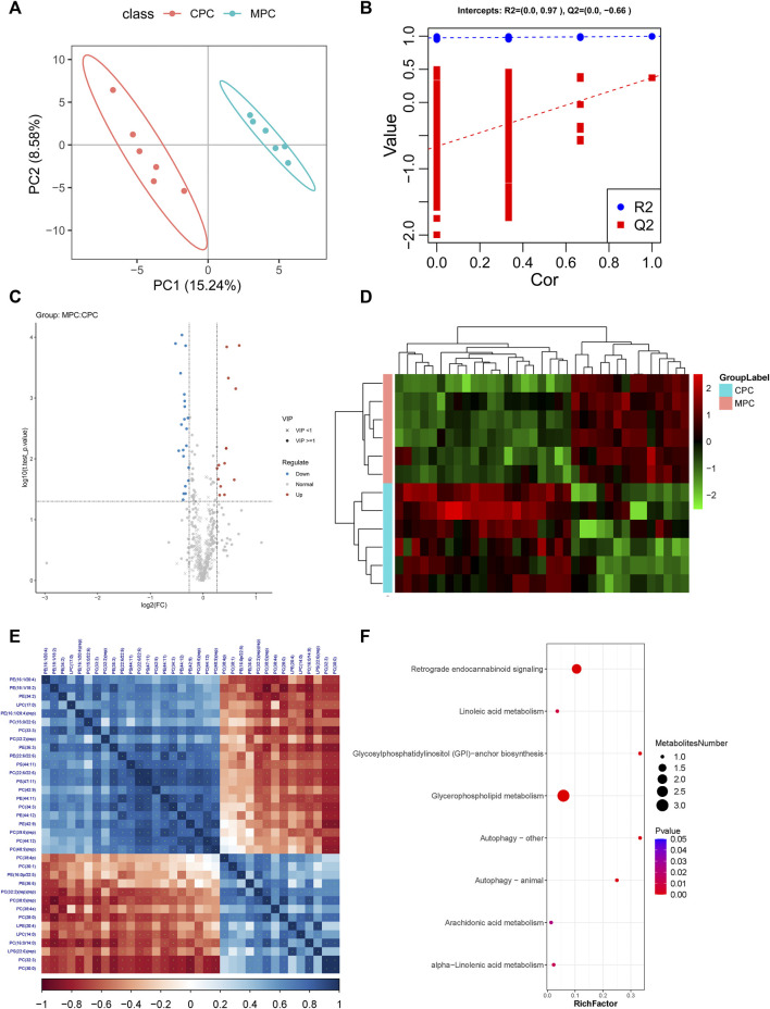 Molecular analysis of differential lipids in the prefrontal cortex tissues of ApoE−/− mice fed a continuous high-fat diet combined with bound stimulation. CPC: Prefrontal cortex results of NC group, MPC: Prefrontal cortex results of HFB group. (A) Score plots for the PLS-DA discriminant analysis model of differential lipids in prefrontal cortex tissue. The horizontal axis is the first principal component and the vertical axis is the second principal component. Numbers in parentheses are the scores of that principal component, indicating the explanatory power of that principal component for the overall model. (B) Plots of response ranking tests for the PLS-DA analysis model of differential lipids in prefrontal cortex tissue. The two rightmost points in the plot are the true R2Y and Q2 values of the model, respectively, and the remaining points are the R2Y and Q2 values obtained from a random permutation of the samples used. (C) Volcano maps of differential lipids in prefrontal cortex tissue. Volcano maps were used to visualize the screened differential lipid metabolites. Blue is downregulated significant differential lipid metabolites, red are upregulated significant differential lipid metabolites, circles are lipid metabolites with VIP greater than or equal to 1, “×” are lipid metabolites with VIP less than 1, and non-significant lipid metabolites are grey. (D) The plot of differential lipid clustering analysis in prefrontal cortex tissue. Each column in the graph represents a differential ion, each row represents a sample, and different colors indicate different intensities, with colors ranging from green to red, indicating low to high intensity. (E) Heat map of molecular correlations of differential lipids in prefrontal cortex tissue, blue represents positive correlations, red represents negative correlations, the darker the color, the greater the linear correlation. “*” indicates a p-value < 0.05 for a statistical test of the correlation coefficient. (F) Enrichment map of KEGG metabolic pathway of differential lipid metabolites in prefrontal cortex tissue. The size of the dot represents the number of different lipid metabolites enriched in this pathway, the color represents the p-value, and the redder the color, the smaller the p-value.