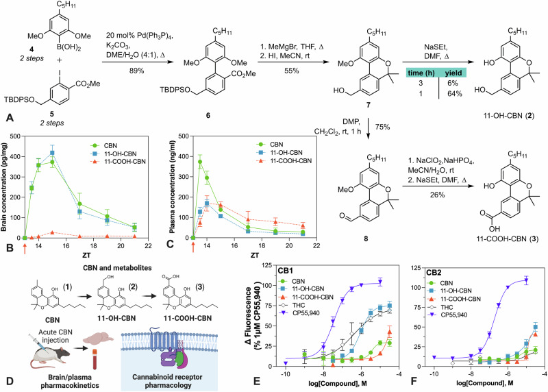 Total synthesis of CBN metabolites and their pharmacological characterization.A Synthetic route of primary metabolite 11-OH-CBN and terminal metabolite 11-COOH-CBN. B Brain and C plasma pharmacokinetic profile of CBN, 11-OH-CBN, and 11-COOH-CBN following administration of 10 mg/kg CBN IP to rats. 11-OH-CBN attained similar brain exposures to CBN. n = 4 per group. D Overview of pharmacological characterization of CBN and its major metabolites. Assessment of CBN and its metabolites at human cannabinoid E CB1 and F CB2 receptors expressed in AtT20 cells using membrane potential assay that reflects activation of G-protein-coupled inwardly rectifying potassium channels (GIRK). CBN showed low activity at CB1 receptors, whilst 11-OH-CBN behaved as a modestly potent partial agonist. Responses as depicted as a percentage of the response 1 µM CP 55,940, a potent, non-selective CB1/CB2 receptor agonist. n = 5–8 per group, performed in technical duplicate. CBN cannabinol, 11-OH-CBN 11-hydroxy-cannabinol; 11-COOH-CBN 11-carboxy-cannabinol, IP intraperitoneal. Created with BioRender.com.