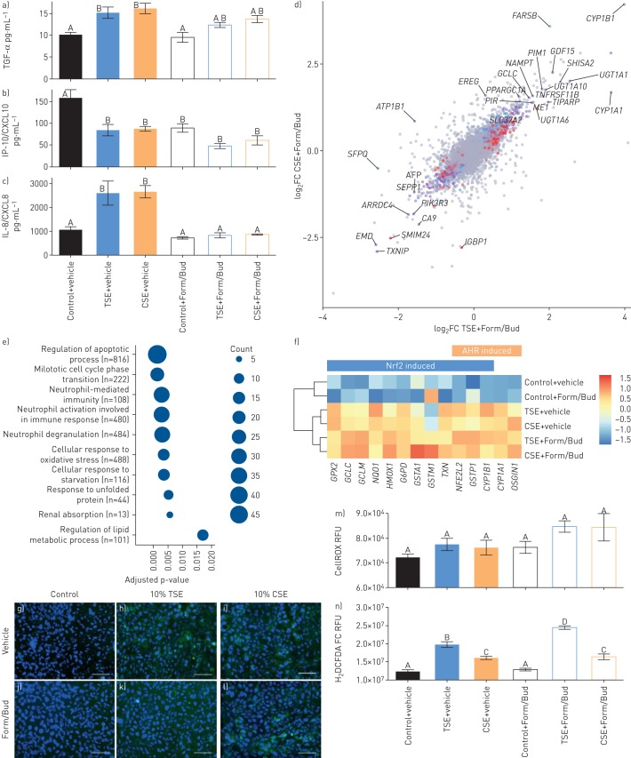 Responses of Calu-3 cells to 10 nM formoterol and 100 nM budesonide (Form/Bud) were examined in the context of cannabis smoke extract (CSE)-conditioned media. Calu-3 cells were exposed to either control, 10% CSE (orange) or 10% tobacco smoke extract (TSE) (blue) with either vehicle or Form/Bud for 24 h. To assess the impact of Form/Bud on inflammatory mediators, cytokine release of a) transforming growth factor (TGF)-α, b) interferon-γ-induced protein (IP)-10/CXCL10 and c) interleukin (IL)-8/CXCL8 was measured. d) The effect of Form/Bud intervention and CSE or TSE exposure on airway epithelial gene expression was assessed by RNA sequencing. The log2 fold change (FC) of CSE+Form/Bud versus vehicle+Form/Bud was plotted against the log2FC of TSE+Form/Bud versus vehicle+Form/Bud to reveal significant TSE- and CSE-specific genes under Form/Bud intervention conditions. r=0.771; p<1×10−15. Genes that were significantly differentially expressed (q<0.05) in CSE+Form/Bud and TSE+Form/Bud versus vehicle+Form/Bud are highlighted in purple, where as CSE- and TSE-specific genes are highlighted in blue and red respectively. To examine the similarity of CSE+Form/Bud and TSE+Form/Bud transcriptomic profiles, correlation of differential gene expression was determined by Pearson's correlation. e) Functional enrichment analysis of genes shown to be significantly differentially expressed (q<0.05) in CSE+Form/Bud and TSE+Form/Bud versus vehicle+Form/Bud. Top 10 gene ontology biological processes were ranked by decreasing adjusted p-value, with number of significantly differentially expressed genes (count) contributing to the total number of genes associated with the given pathway (n) denoted by the size of circle. f) Expression of genes involved in NRF2 and AHR responses. g–l) Oxidative stress was assessed using CellROX and m) the fluorescent intensity was quantified n) with complementary quantification using 2′,7′-dichlorodihydrofluorescein diacetate (H2DCFDA). All experiments were performed using four biological replicates from serial passages. Different letters indicate significantly different group means (Tukey Honest Significant Difference, p<0.05). There are no significant differences between means sharing a common letter. Error bars represent sem. Scale bars=100 μm. RFU: relative fluorescence unit.