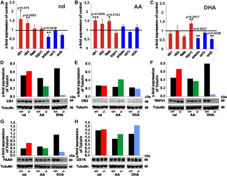 Transcription of genes and translation of proteins operative in the endocannabinoid and orexin systems in brain of nd-, ω6-AA-, and ω3-DHA-WT and -fads2−/− mice. A–C: Real-time PCR of cannabinoid receptor 1 (cb1) and 2 (cb2), orexin, and orexin receptor 1 (ox1r) and ox2r of cRNA of brain of nd-WT and -fads2−/− mice (A), ω6-AA-WT and -fads2−/− mice (B), and ω3-DHA-WT and -fads2−/− mice (C) (n = 5 per genotype). Data represent mean ± SEM. *P ≤ 0.05, **P ≤ 0.01, ***P ≤ 0.001 were considered significant. D–H: Western blot analysis of protein lysates of brain nd- (WT, black bars; fads2−/−, red bars), ω6-AA- (WT, black bars; fads2−/−, green bars), and ω3-DHA- (WT, black bars; fads2−/−, blue bars) -WT and -fads2−/− mice using anti-CB1- (D), anti-CB2- (E), anti-TRPV1- (F), anti-FAAH- (G), and anti-OrexinR1- (H) antibody (n = 3).