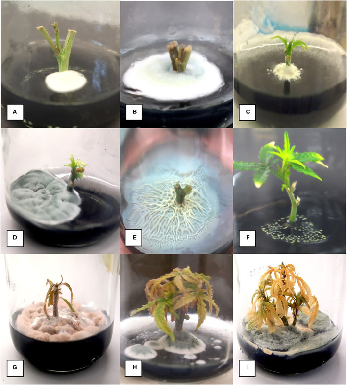 Range of microbial contaminants emerging from surface-sterilized nodal stem explants at various times after placement on MM containing activated charcoal. (A) Early emergence of Penicillium species. (B) Large colony of Penicillium growing from a nodal explant. (C) Colony of Chaetomium emerging from a nodal explant. (D) Large colony of Penicillium growing out of a nodal stem explant. (E) Extensive Bacillus growth emerging from a nodal stem explant. (F) Growth of Pseudomonas from a stem explant. (G–I) Death of established shoots from nodal stem segments due to contamination by microbes appearing later during plantlet growth.