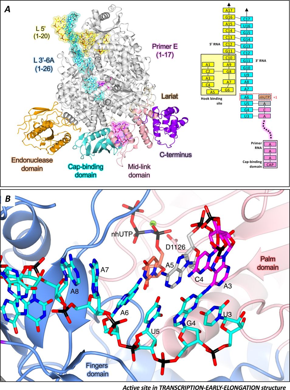 The transition from cap-snatching to early-elongation.(A) The SFTSV L (TRANSCRIPTION-EARLY-ELONGATION) is shown with key L protein domains coloured according to the following colour scheme: endonuclease (orange), cap-binding domain (cyan), and mid-link domain (light pink). RNAs are shown as sticks with surface overlaid (30% transparency) and coloured either yellow (5’ RNA), cyan (3’ RNA), or magenta (primer RNA). In addition, the RNAs present in each structure are shown schematically and labelled. (B) The active site in the TRANSCRIPTION-EARLY-ELONGATION structure is shown. Residues from the SFTSV L protein are labelled and coloured according to the assigned domain (blue for fingers domain, and coral for the palm domain). RNAs are shown as sticks and coloured as in A.