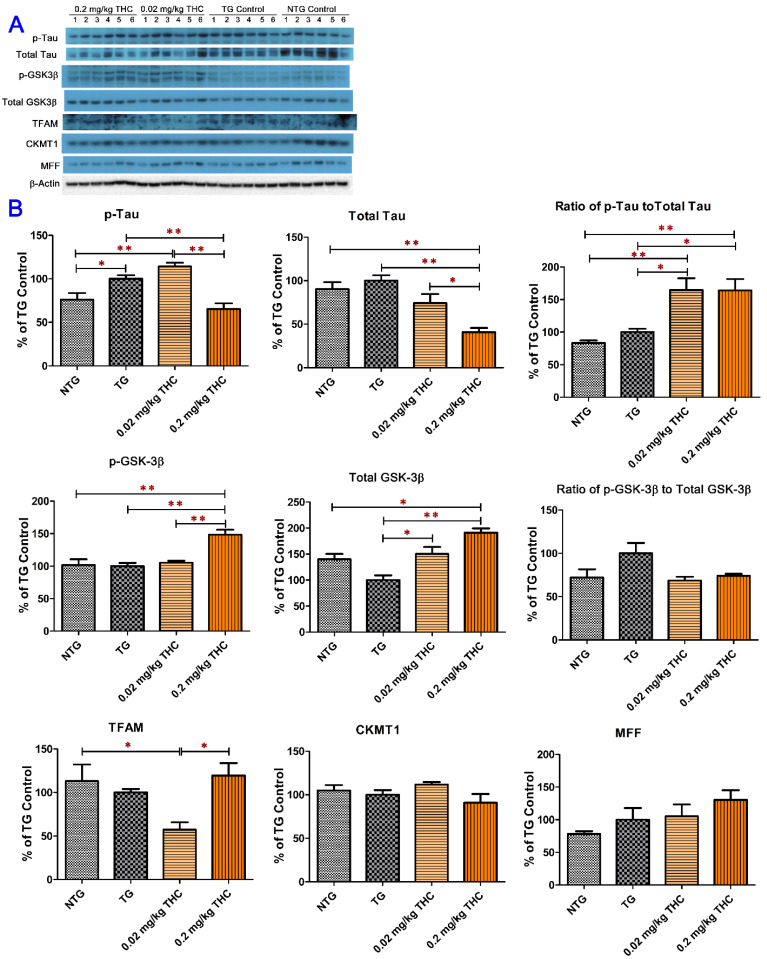 Evaluation of the effect of THC on the protein expression of phospho-tau, total tau, phospho-GSK-3β, total GSK-3β, TFAM, CKMT1, and MFF in brain homogenates using western blot analysis. (A) Western blot images of the expression of total and phosphorylated Tau and GSK-3β, TFAM, CKMT1, and MFF proteins in individual brain homogenate samples collected from the control NTG (N = 6), control TG (N = 6), 0.02 mg/kg (N = 6), and 0.2 mg/kg (N = 6) THC treatment groups. Detection of β-actin was used to ensure equal sample loading per lane. (B) Relative immunoreactive band intensities are expressed as percent change over the average signal value in the control TG mouse brain homogenates. THC treatment at 0.2 mg/kg significantly decreased the expression levels of phospho-tau and total Tau and increased the expression levels of phospho-GSK3β and total GSK3β compared with the vehicle treatment in APP/PS1 mice. THC treatment at either 0.02 mg/kg or 0.2 mg/kg had no significant effect on the protein levels of TFAM, CKMT1, and MFF in brain homogenates. Data are presented as mean ± SD (N = 6 for each study group). SD is denoted by the error bars. * p < 0.05 and ** p < 0.01 compared between the control NTG mice, control APP/PS1 mice, and APP/PS1 mice treatment with 0.02 and 0.2 mg/kg THC using one-way ANOVA followed by Tukey–Kramer post hoc multiple comparison test.