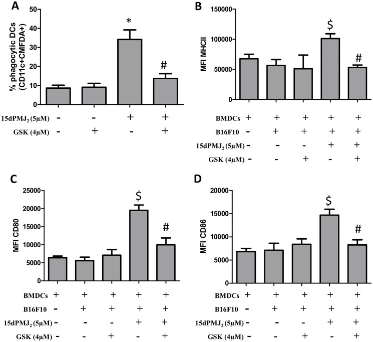 ER stress is essential for DC activation by 15dPMJ2-treated tumorigenic melanocytes.(A) B16F10 cells were labeled with CellTracker Green-CMFDA, pretreated with 4 μM GSK2606414 (GSK) or vehicle (0.1%DMSO) for 1 hour, and then treated with vehicle or 5 μM 15dPMJ2 for 24 hours. Differentiated DCs were co-incubated with the B16F10 cells for 2 hours. Phagocytic DCs were detected as CD11c+CMFDA+ cells. (B–D) Differentiated DCs were cultured without melanocytes or co-cultured with B16F10 cells. The B16F10 cells were pretreated with 4 μM GSK for 1 hour and then treated with vehicle or 5 μM 15dPMJ2 for 24 hours. The expression of (B) MHCII, (C) CD80 and (D) CD86 on the surface of DCs was detected by conducting flow cytometric analysis. The data were analyzed using one-way ANOVA followed by Tukey’s multiple comparison test and values are represented as the mean fluorescence intensity (MFI) ± SEM of three independent experiments. * p < 0.05, sample compared to DCs co-cultured with vehicle-treated B16F10 cells; # p < 0.05, sample compared to 15dPMJ2-treated co-cultures; $ p < 0.05, sample compared to DCs cells cultured without melanocytes.