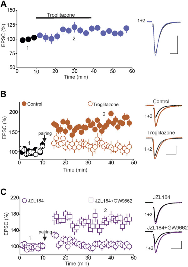 Tonic 2-AG signaling blocks tLTP via Activation of PPARγ. (A) Activation of PPARγ has no effect on the baseline amplitude of eEPSCs. Left panel illustrates the effect of troglitazone (10 µM; n = 9) on the amplitude of eEPSCs. Right graph is superimposed eEPSC traces taken before and during administration of troglitazone. Calibration bars: 100 pA, 10 ms. (B) Activation of PPARγ abolishes the tLTP. Left graph is a summary of tLTP obtained in control slices (; n = 11) and in slices treated with troglitazone (10 µM; ; n = 11). Right graph illustrates sample eEPSC traces taken before and during the tLTP in control slices and slices treated with troglitazone. Calibration bars: 50 pA, 10 ms. (C) Blockade of PPARγ rescues the tLTP in slices incubated with JZL184. Left graph illustrates a summary of tLTP in slices incubated in JZL184 (1 µM; ; n = 10) and in JZL184 + GW9662 (10 µM; ; n = 10). Right graph illustrates superimposed eEPSCs traces at the time points indicated by numbers in the left panel. Calibration bars: 50 pA, 10 ms.