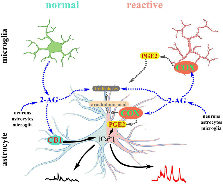 2-AG-induced calcium transients in normal astrocytes are mediated by CB1. Reactive glia convert 2-AG and its hydrolytic metabolite arachidonic acid into PGE2 which evokes aberrant calcium signals in reactive astrocytes.