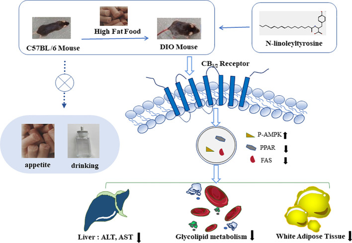 N-linoleyltyrosine ameliorates high-fat diet-induced obesity in C57BL/6 mice via cannabinoid receptor regulation, involving in regulating lipid and glucose metabolism, but not appetite.