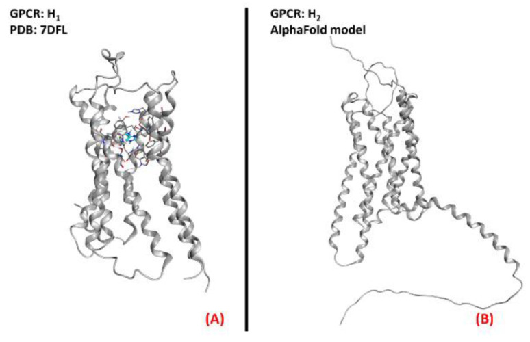 Representation of the three-dimensional structures of the histamine receptors that could be considered for ALS treatment. (A) The H1 receptor (sourced from the Protein Data Bank, PDB code: 7DFL [132], method: cryo-EM, resolution: 3.30 Å) and (B) the H2 receptor (with no experimentally resolved structure available, the model sourced from the AlphaFold [133] database is presented).The images were created and rendered with MOE. The H3 and H4 receptors both lack experimentally resolved structures, but their AlphaFold models are available.